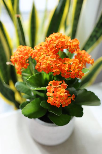 A close-up of a potted Kalanchoe plant with vibrant orange, clustered, small tubular flowers and dark green, thick, glossy leaves. The plant is placed in a simple white ceramic pot indoors, with natur