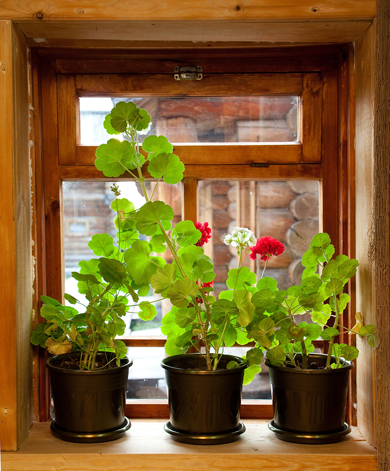 flower delivery birthday flowers