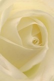 Drawn close into the heart of this beautiful white rose, you are enveloped by the softness and gentle order of its petals, as if sharing a tranquil morning in Orpington's Priory Green. The spiral of creamy, translucent folds invites quiet contemplation and sensory delight-the kind of peace one feels when receiving flowers from a loved one across the familiar streets of Orpington. Soft light breathes through each petal, casting thin shadows that lend both depth and a sense of soothing calm. The delicacy and flawless symmetry of the bloom recall the meticulous touch of a local florist, whose artistry honors both the rose's natural grace and the significance of the occasion. Fragrance lingers like a comforting whisper, making the rose an ideal symbol for new beginnings, heartfelt remembrance, or sincere admiration. Experiences of love, solace, and renewal are woven into its elegant form, shaping a flower that resonates deeply with the Orpington community's sense of meaning and gentle tradition.